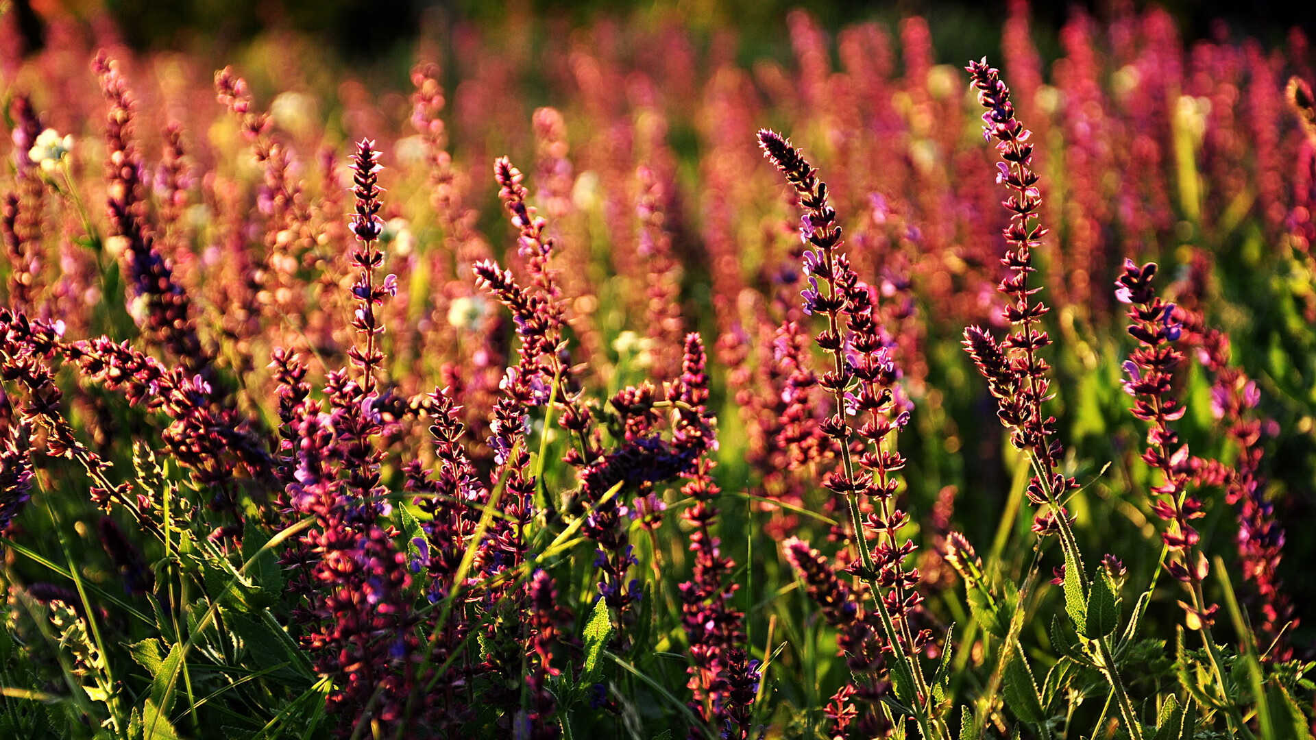 开云官网登录-关键时机：险中求胜的绝佳战术安排，何为关键时刻