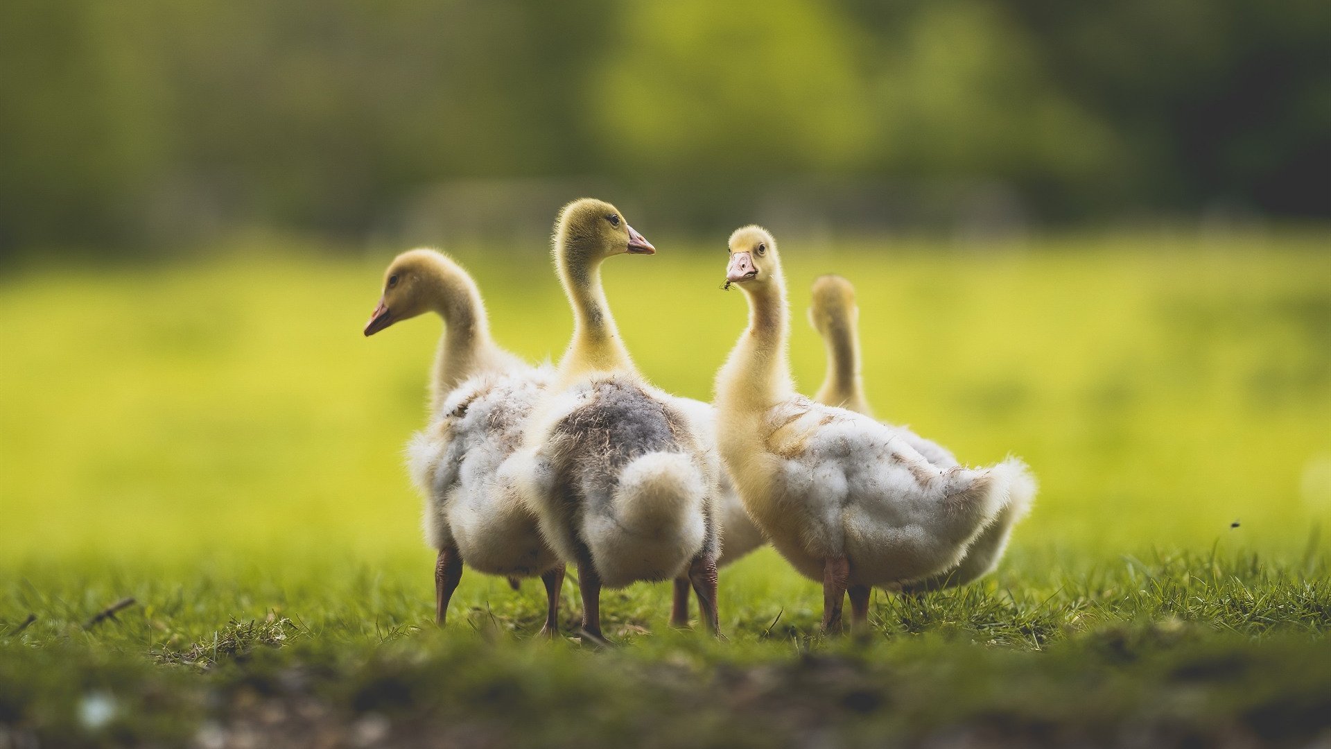 墨西哥马术协会出版“Charreada”历史专著,记录赛事发展历程。,墨西哥马拉松运动员